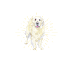 Golden Retrievers
