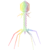 Phages