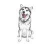 Husky