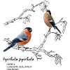 Bullfinch
