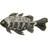 Fisch