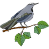 Oiseau