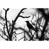Raven in winter