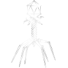 Phages