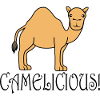 Camelicious Wildlife Animal Nature Camels