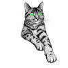 Tabby cat