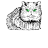 Persian cat