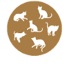 Cats rule the World