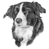 Border Collie Sticker