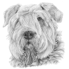 bouvier desflandres sticker