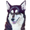 Siberian husky 2