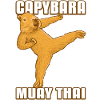 Capybara Muay Thai