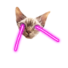 Cat With Laser Eyes