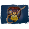 European hornet. Hornet.