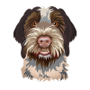 Korthal Griffon