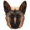 coole geschenkidee, Belgischer Schäferhund