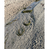 Nature algae