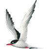 Arctic tern