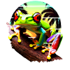 Red Eyed Tree Frog Sunset