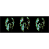 Skulls