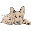 Sheepdog