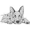 Sheepdog