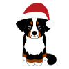 Bouvier bernois Noël