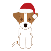 Jack russell Noël