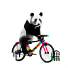 Panda lernt Fahrradfahren