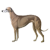 greyhound