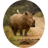 Breitmaulnashorn mit Kuhreiher