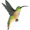 Hummingbird