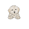 Cane Maltipoo