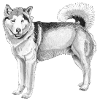 Malamute d’Alaska