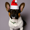 Weihnachten kleiner Hund