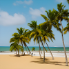 Calm beach with palm trees