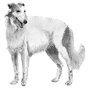 Borzoi