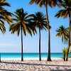 Sunny beach among palm trees