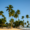 Holidays among palm trees