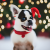 Dogs Christmas