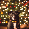 Dog loving Christmas