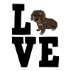Wire-haired dachshund