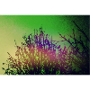 GreenSkyTrees
