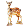Roe deer