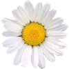 Daisy Flower