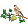 Bunter Vogel