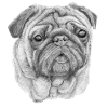 Sticker Carlin mops