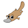 Ornithorynque