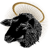 black sheep golden halo