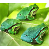 The three green tree frogs